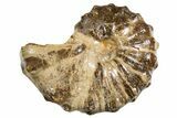 Ammonite (Mammites) Fossil - Goulmima, Morocco #339360-1